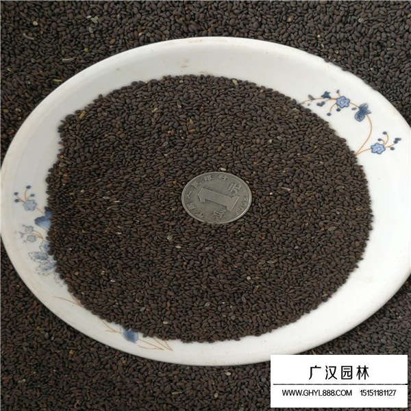 蘭花鼠尾草種子
