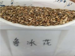魯冰花種子