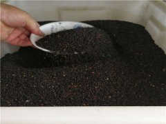 麥仙翁種子