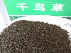 千鳥草種子