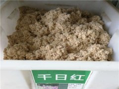 千日紅種子