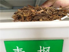 青楓種子