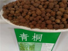 青桐樹種子