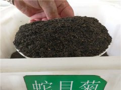 蛇目菊種子