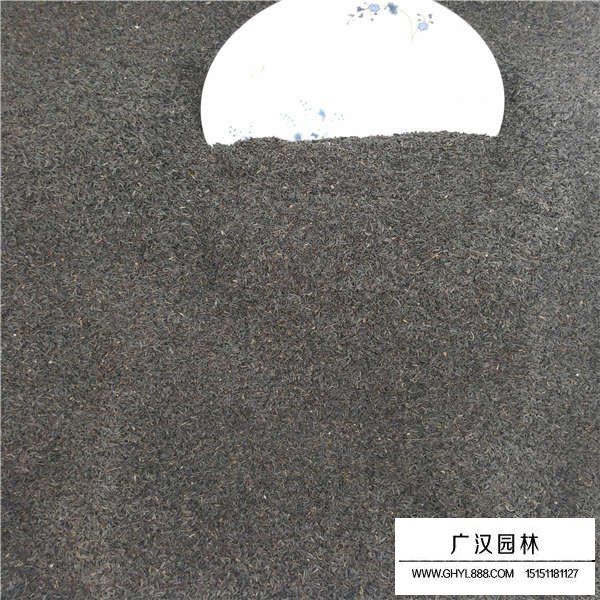 蛇目菊種子(圖3)