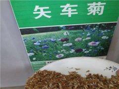 矢車菊種子