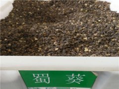 蜀葵種子