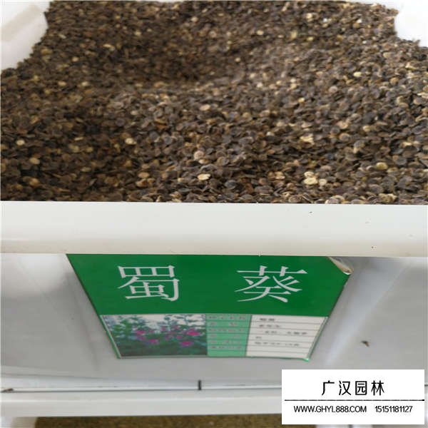 蜀葵種子(圖1)