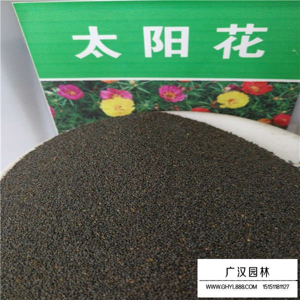太陽花種子(圖1)