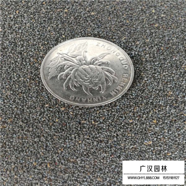 太陽花種子(圖2)