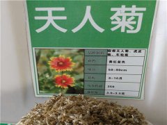 天人菊種子