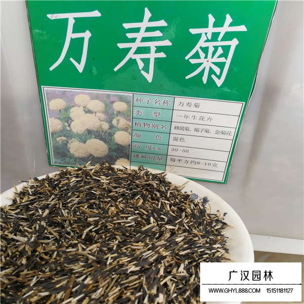萬壽菊種子(圖1)