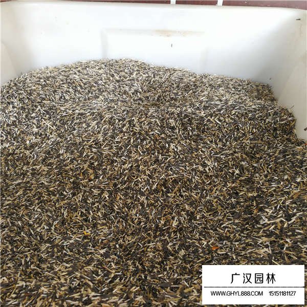 萬壽菊種子(圖2)