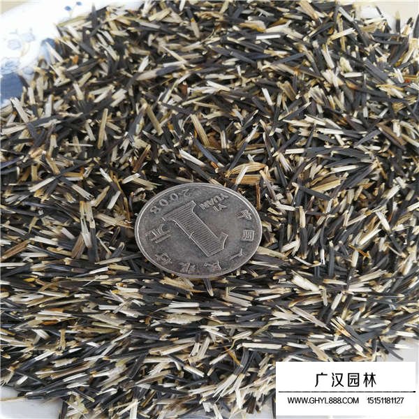 萬壽菊種子(圖3)
