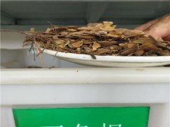 五角楓種子