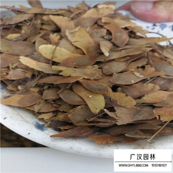 五角楓種子(圖2)