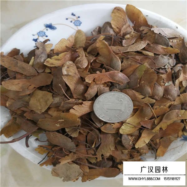 五角楓種子(圖4)