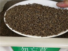 勿忘草種子