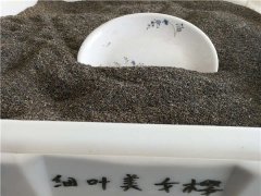 細葉美女櫻種子