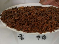 香椿種子