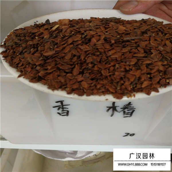 香椿種子(圖1)
