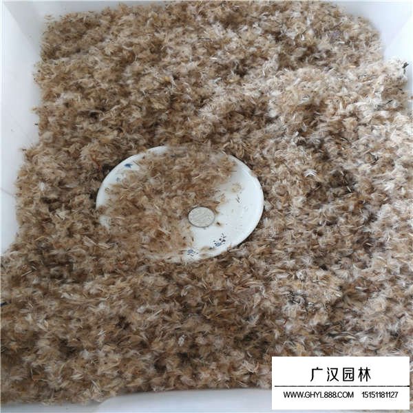 勛章菊種子(圖3)