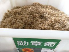勛章菊種子