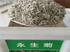 永生菊種子