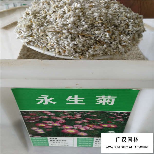 永生菊種子(圖1)