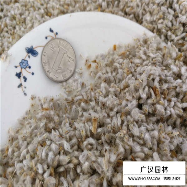 永生菊種子(圖3)