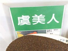 虞美人種子