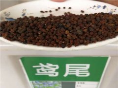 鳶尾種子
