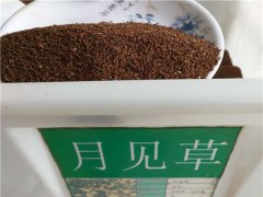 月見草種子