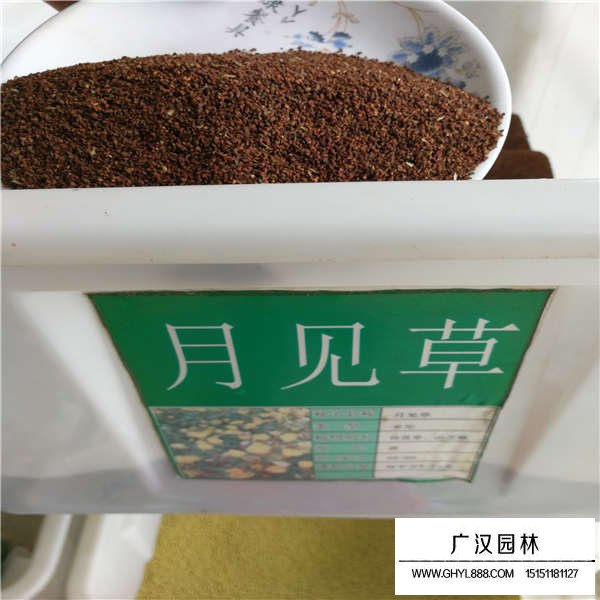 月見草種子(圖1)