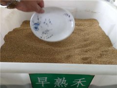 早熟禾種子