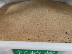 籽粒莧種子