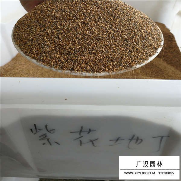 紫花地丁種子(圖1)