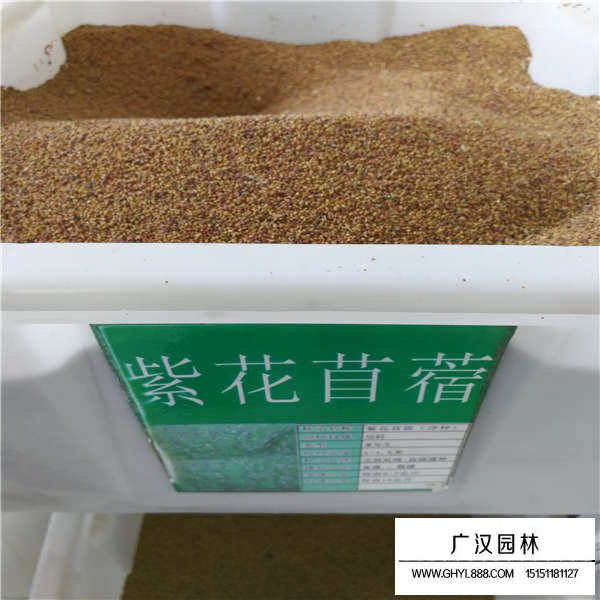 紫花苜蓿種子(圖1)