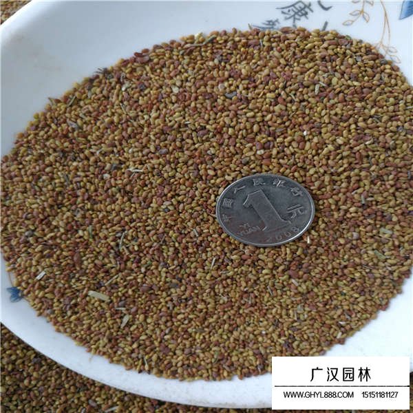 紫花苜蓿種子(圖2)