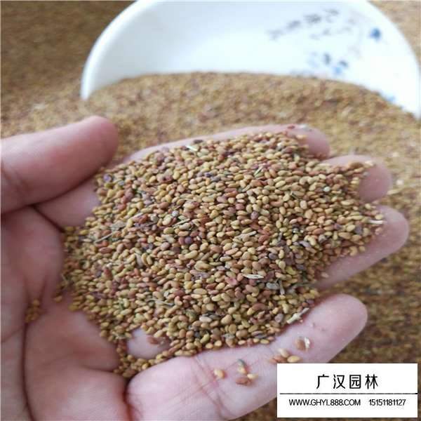 紫花苜蓿種子(圖3)