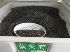 紫茉莉種子