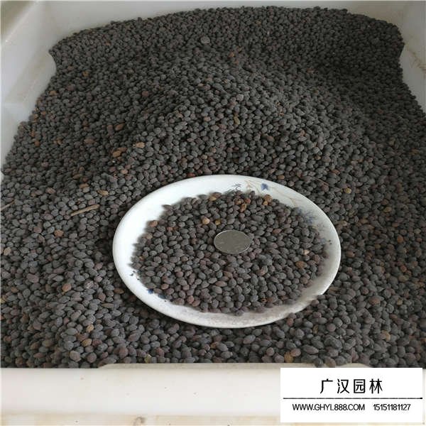 紫茉莉種子(圖3)