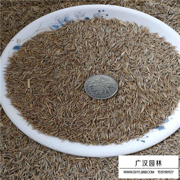 紫羊茅種子(圖2)