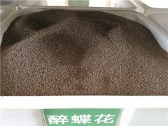 醉蝶花種子