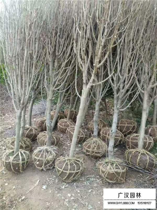 獨桿木槿多少錢一顆？(圖1)