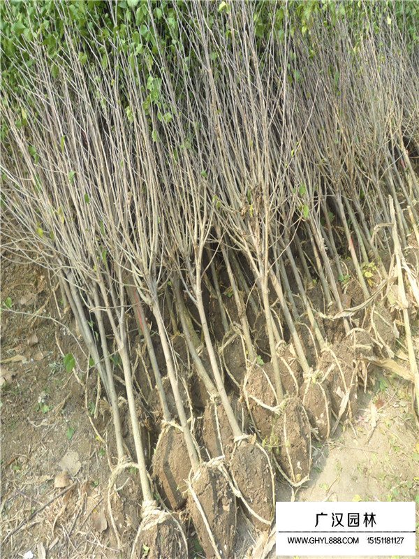 獨桿木槿價錢是多少？(圖1)