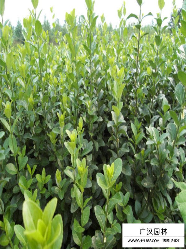 扶芳藤是怎么區分的(圖3)