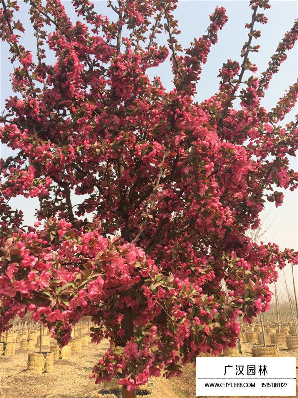 紅寶石海棠價格大概多少錢？(圖1)