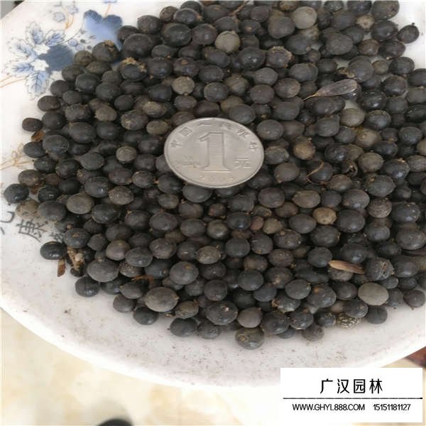北欒種子價格是多少(圖3)