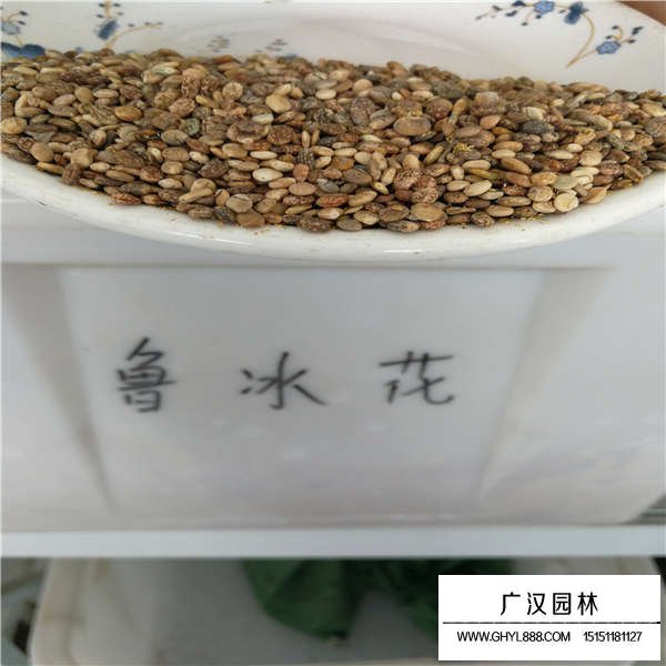 魯冰花種子容易繁殖嗎(圖1)